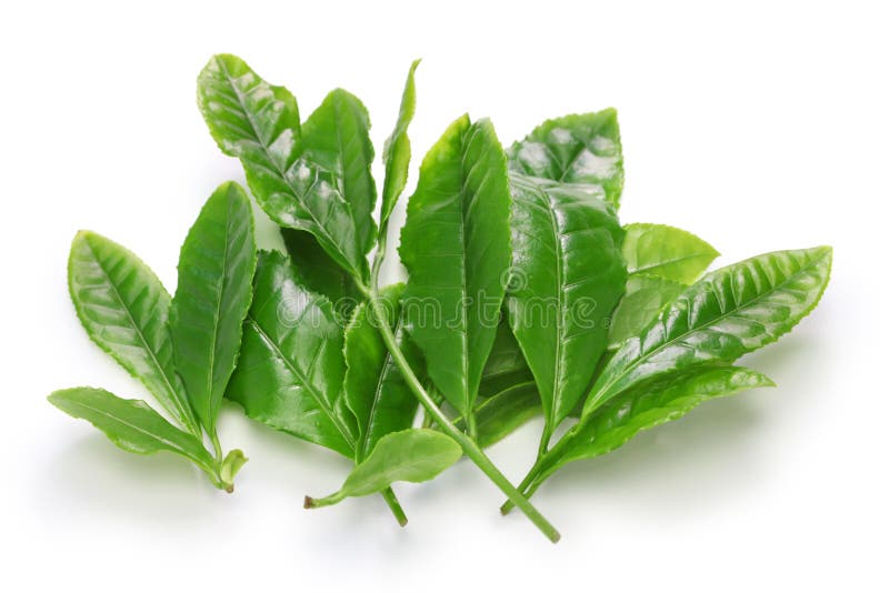 Japanese Green Tea First Flush Leaves Stock Image Image of medicine