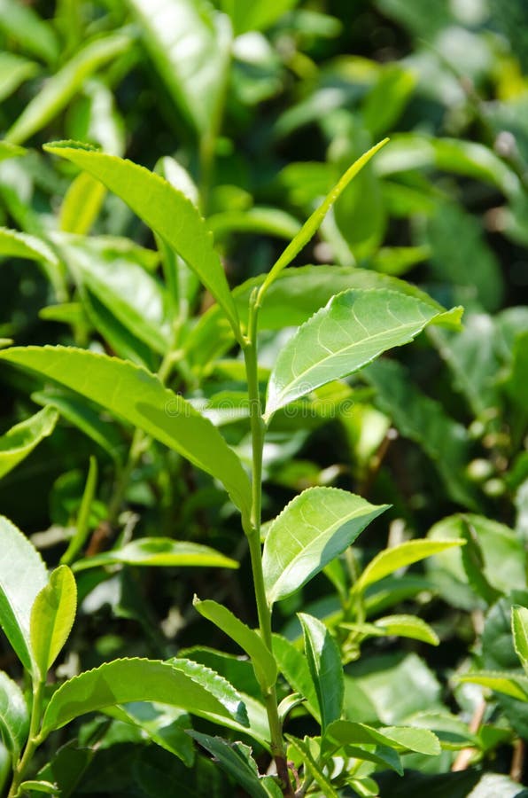 Japanese green tea plant stock photo. Image of farm, asia 21347278