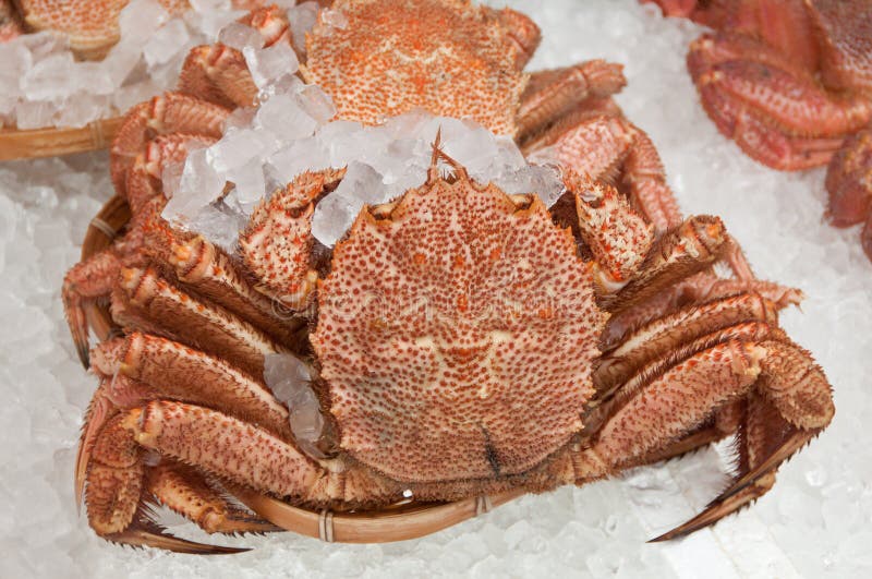 Japanese hairy crab stock image. Image of shellfish, nature 32474761