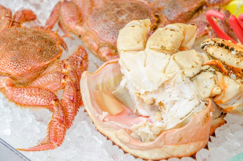 Japanese hairy crab stock image. Image of shellfish, nature 32474761