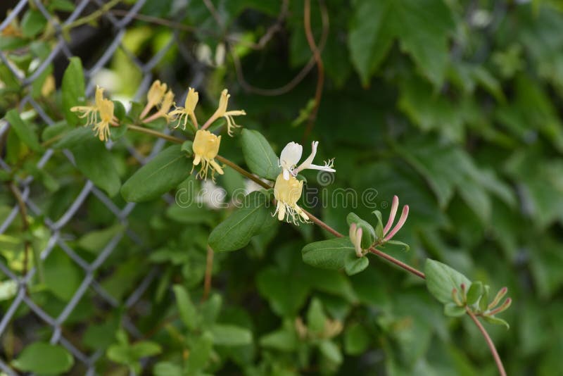 Japanese Honeysuckle Flowers. Stock Photo Image of garden