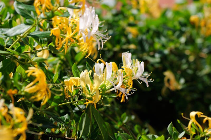 Japanese honeysuckle stock photo. Image of season, background 40638988