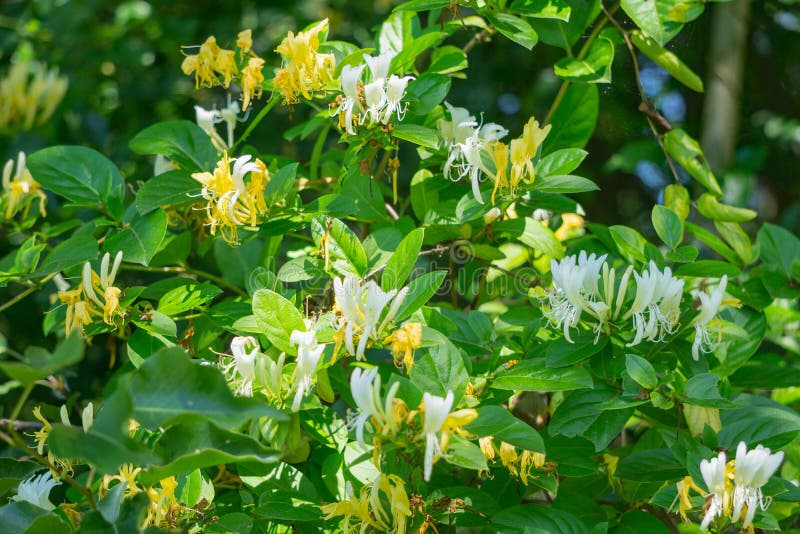 Japanese honeysuckles can be found in woods, woody edges, thickets and roadsides. Japanese honeysuckles can be found in woods, woody edges, thickets and roadsides.