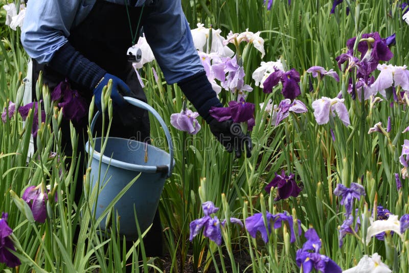 Japanese Iris Deadheading Work Stock Image Image of flowers, park
