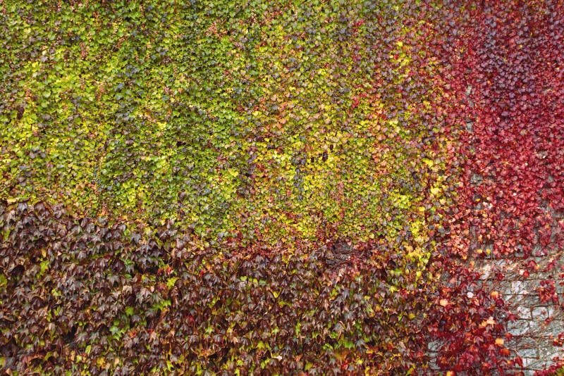 Parthenocissus tricuspidata, japanese ivy woodvine covering a building wall with colorful autumnal foliage. Parthenocissus tricuspidata, japanese ivy woodvine covering a building wall with colorful autumnal foliage
