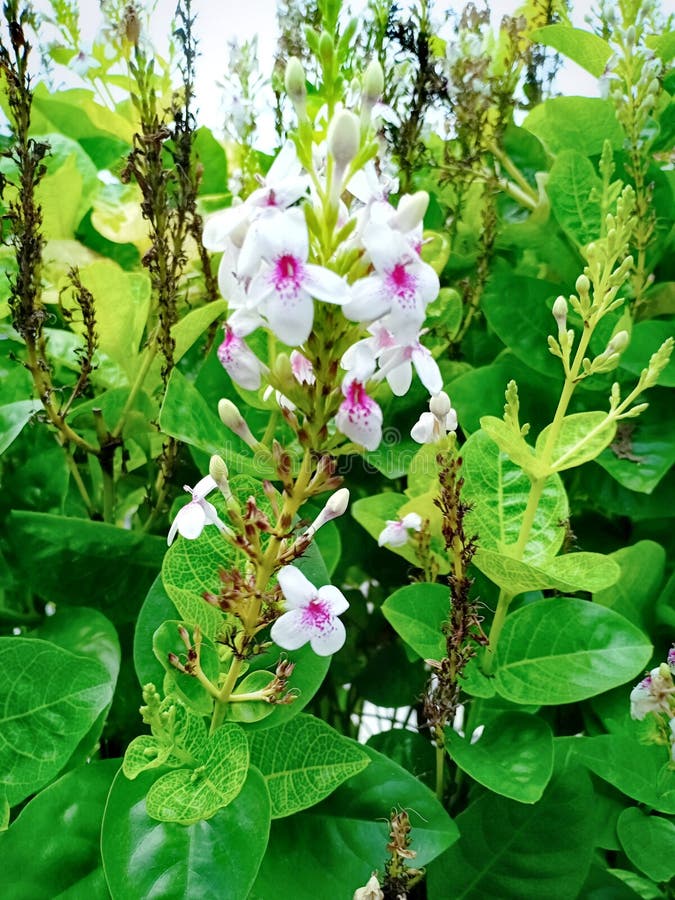 Japanese Jasmine Flower with Green Leaves Stock Image Image of branch
