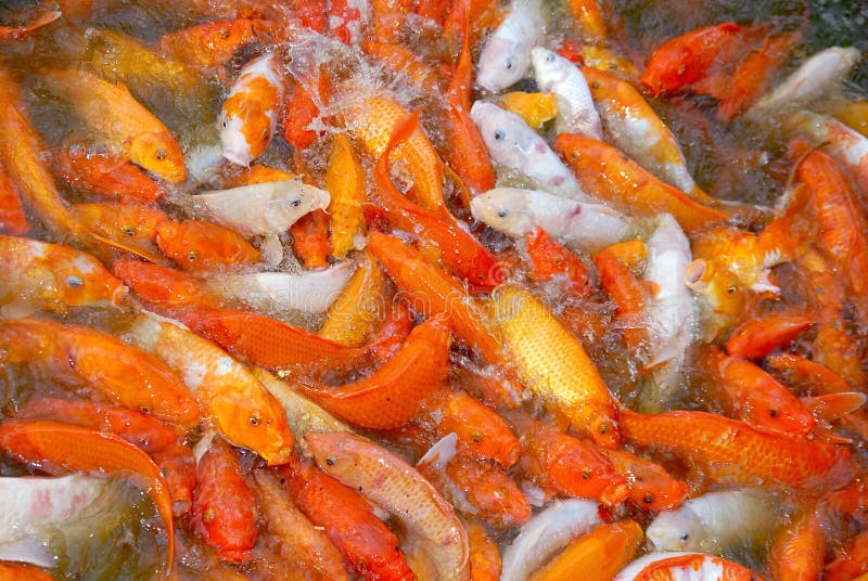 Koi Fish Competition for Food Stock Photo Image of hungry, lake 15687182