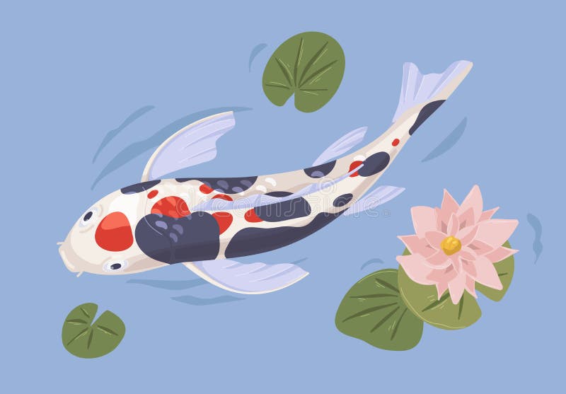 Japanese koi fish in Asian garden pond with leaf and lotus flower. Chinese decorative zen carp swimming in water. Above