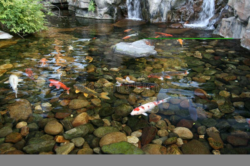 Japanese Koi Fish Pond stock photo. Image of japanese - 3939502