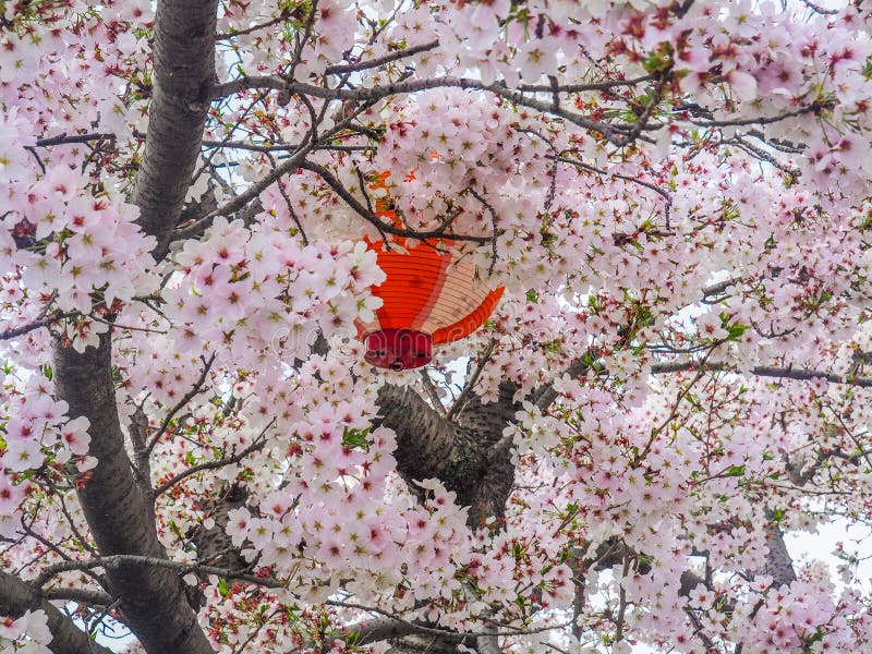 Japanese Lantern with Cherry Blossoms Stock Photo Image of bloom