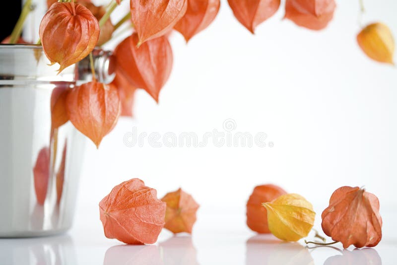 Japanese lantern flowers stock photo. Image of table 11625750