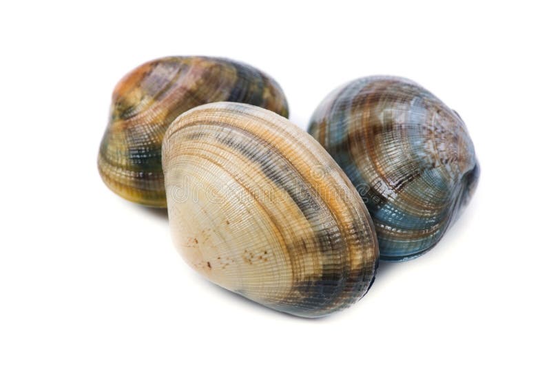 Japanese littleneck royalty free stock photography