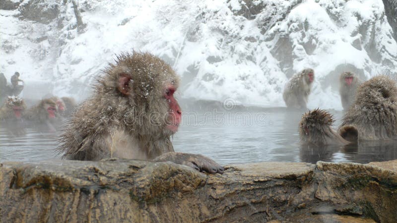 Macaque giapponese in bagno caldo in inverno, Nagano, Giappone.