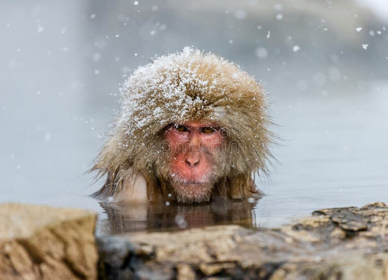  Japanese  Macaque Sitting In Water  In A Hot Spring Stock 