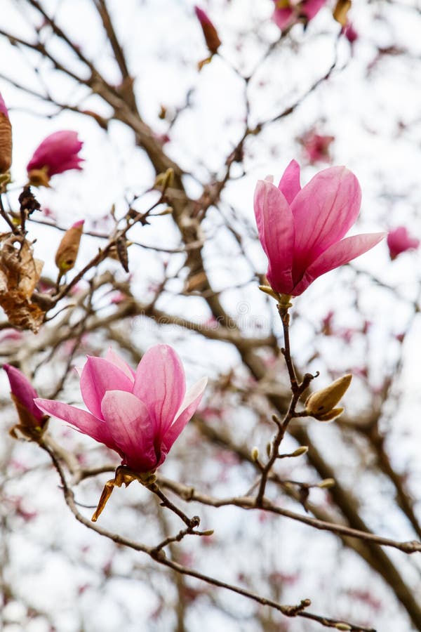 Japanese Magnolia Blooms Against Sky Stock Image - Image of garden