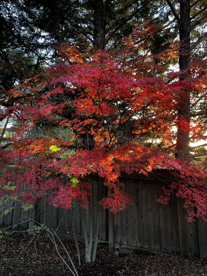 Japanese Maple at Sunrise stock photo. Image of orange - 250170834