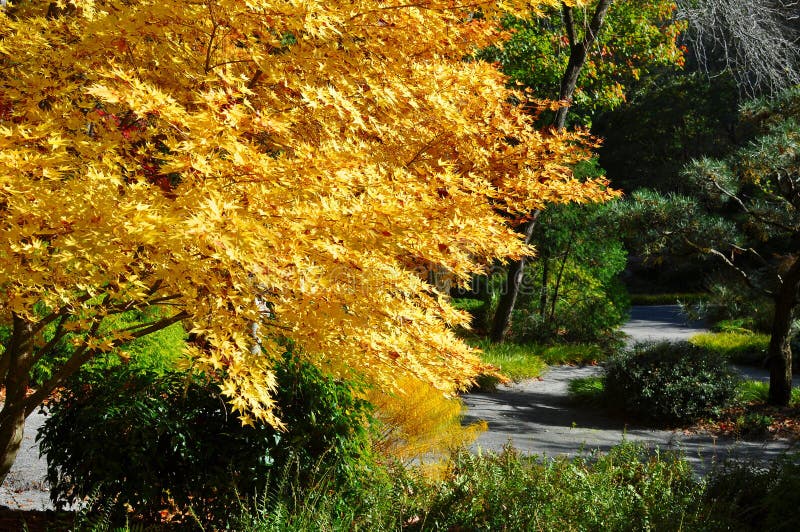 Japanese Maple Acer with yellow leaves next to a garden path