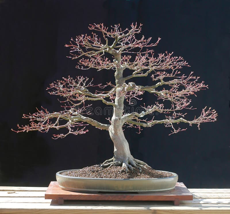 Japanese maple bonsai stock image. Image of tree, grand 2631091
