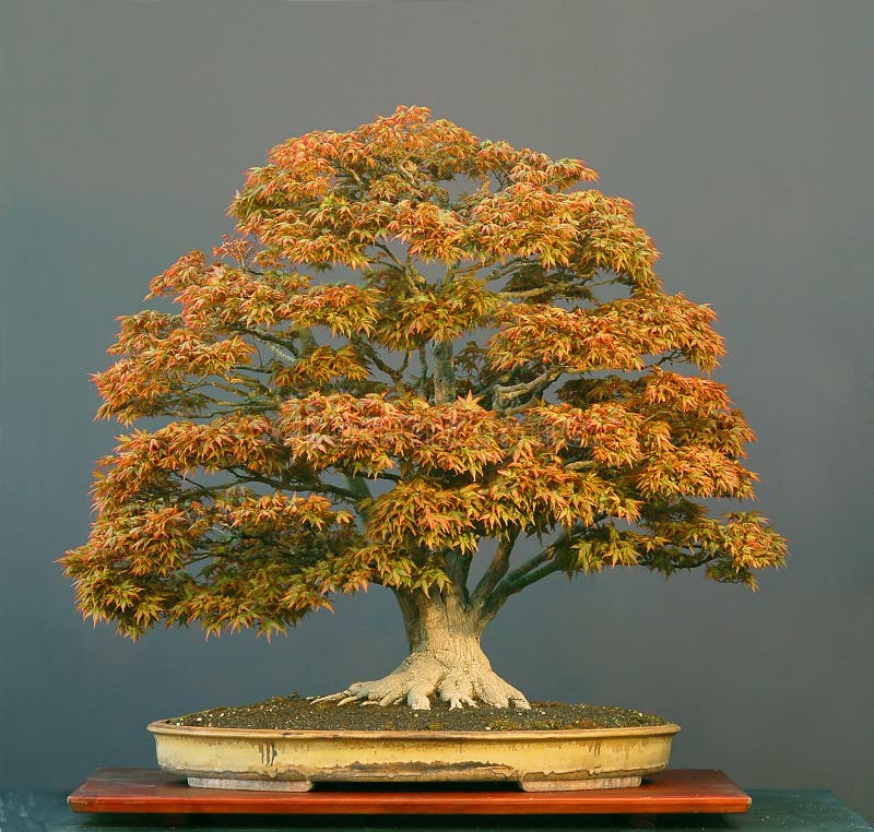 Japanese maple bonsai stock photo. Image of fall, summer 3459526