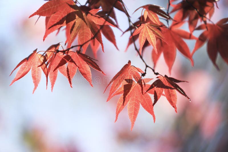 Japanese Maple