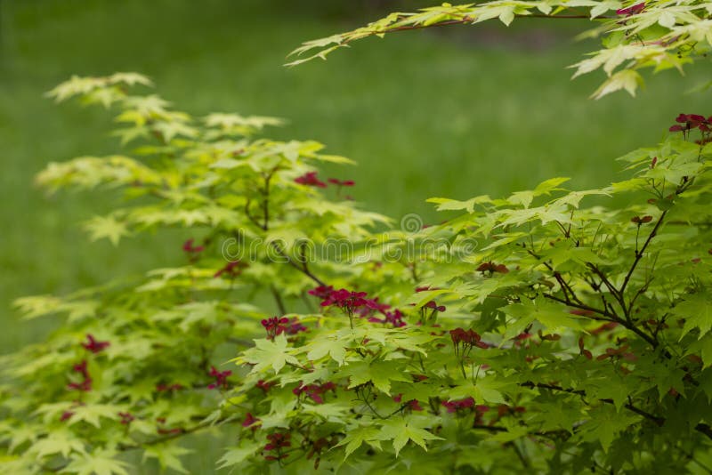 Japanese Maple Flowers. after the Flowers Bloom in Spring, they Attach