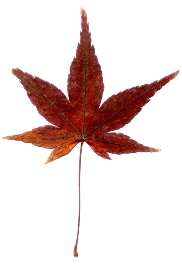 Real Maple Tree Leaf Isolated On White Scanned Stock Photo