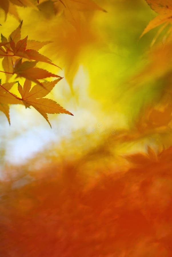 Japanese maple leaves in colorful autumn