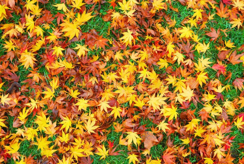 Japanese maple leaves on the ground