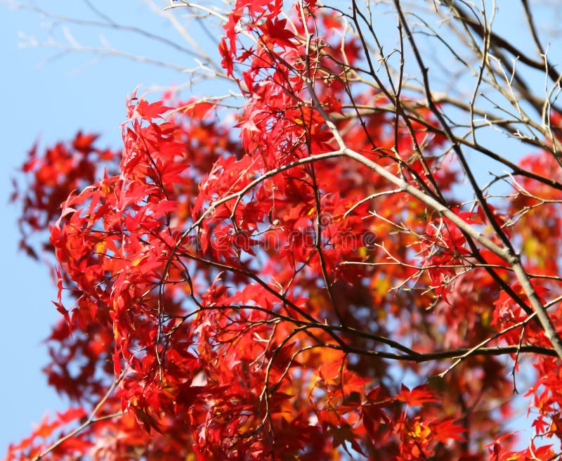 Japanese maple leaves royalty free stock image Japanese maple leaves royalty free stock image