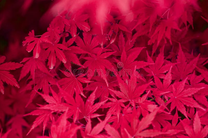 Japanese Maple red leaves