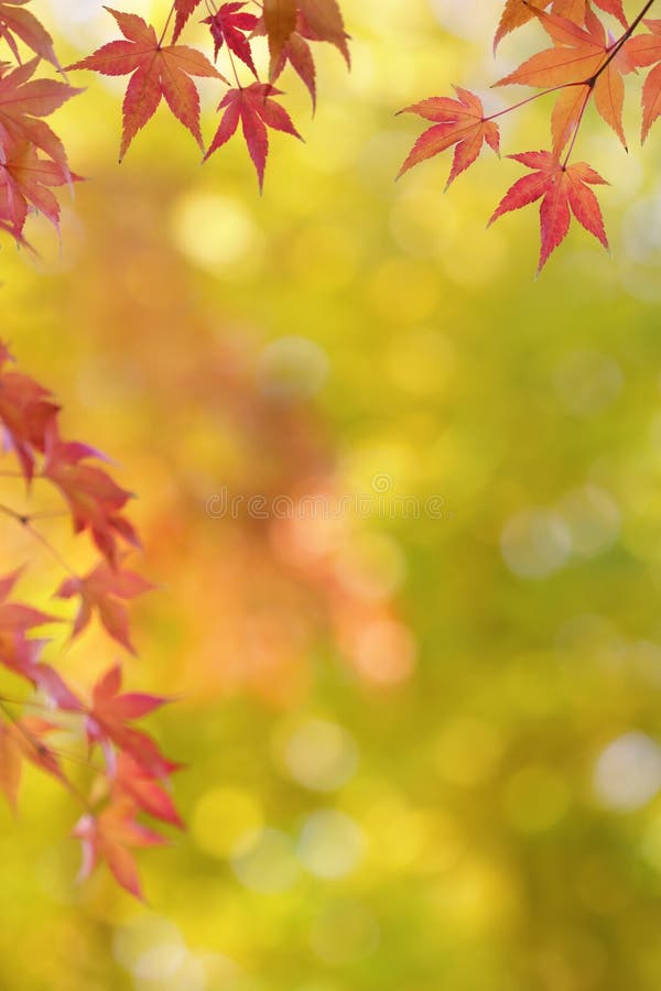 Japanese maple tree leaves colorful background in autumn