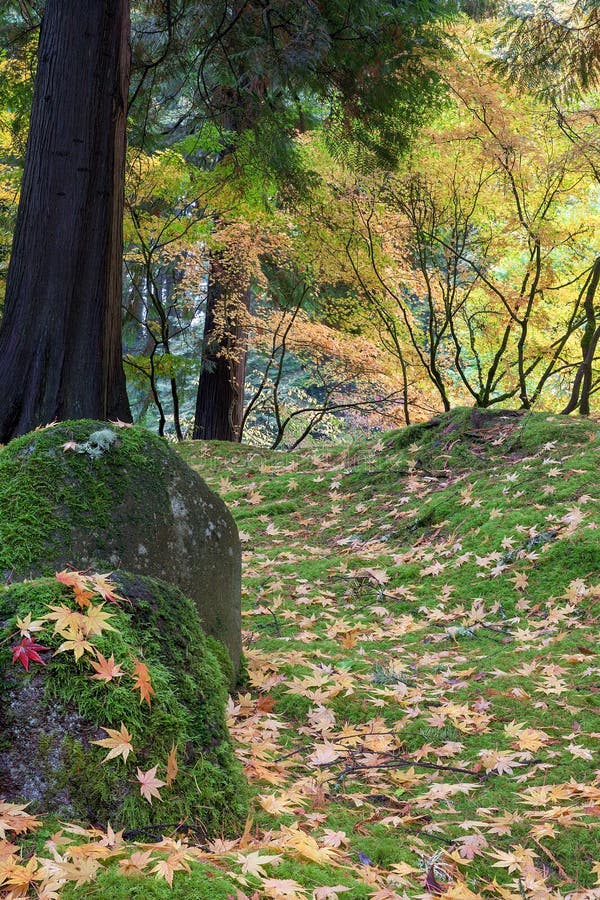 Japanese Maple Tree Leaves on Rocks Fall Season