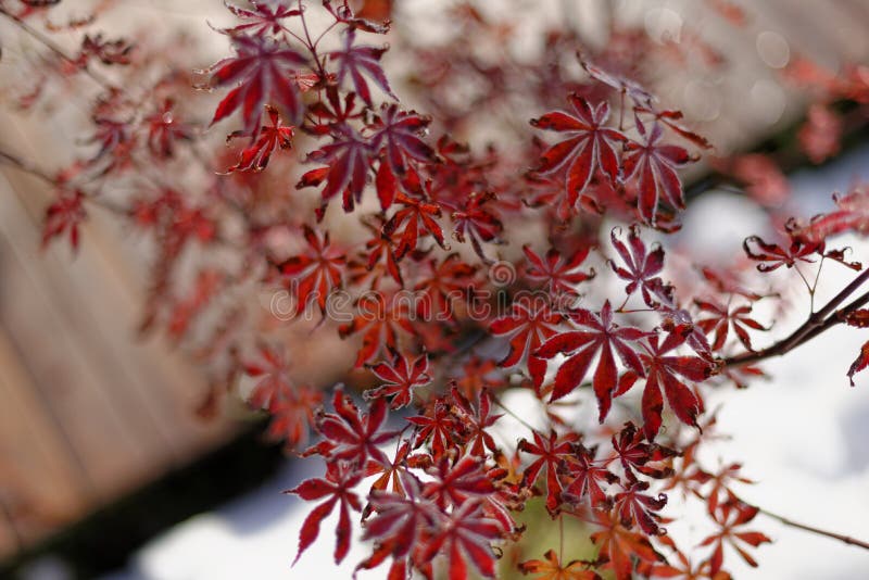 Japanese Maple In Winter Royalty Free Stock Photo Image 34636985