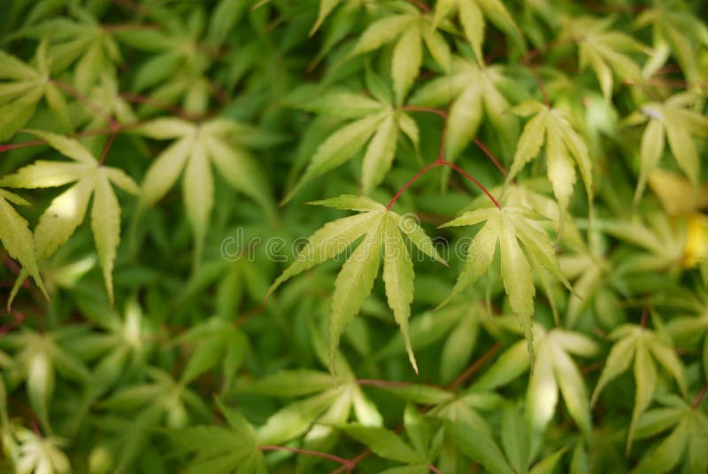 Japanese Maples Acer Green Leaves with Red Stems Stock Image Image of