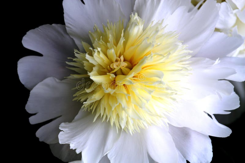 Brides Dream Peony stock image. Image of bloom, flowers - 207256617