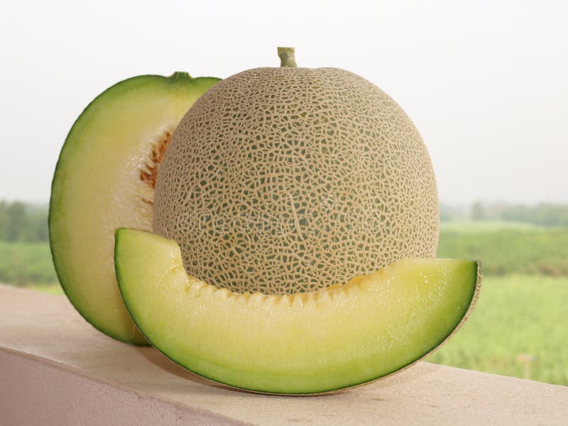 Japanese melon stock image. Image of netted, melon, cultivation 49680683