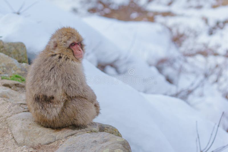 Japanese monkey bathing stock image. Image of snow, white 71138795