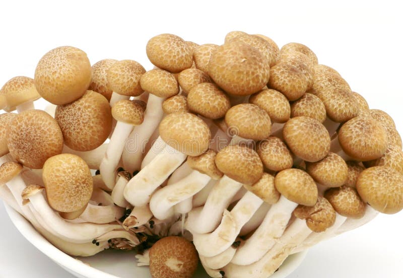 Japanese Mushrooms Isolated Stock Image Image of asian, vegetable