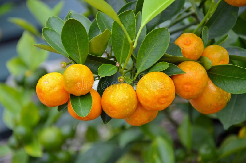 Japanese orange tree stock photo. Image of tropical 132377710