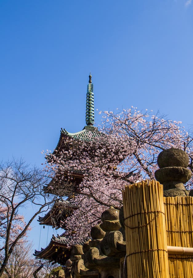 Pink pagoda flower stock image. Image of bloom, nature 35137455