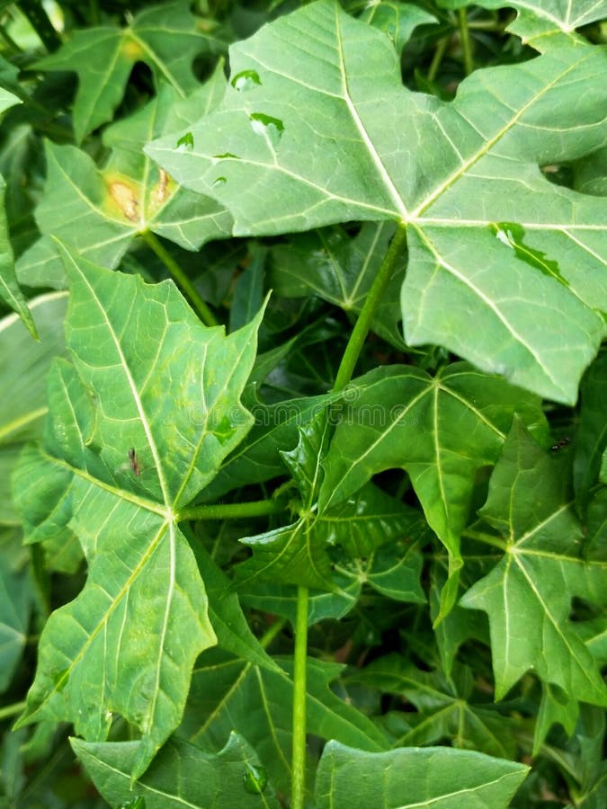 Japanese Papaya leaves stock image. Image of japanese 206656139