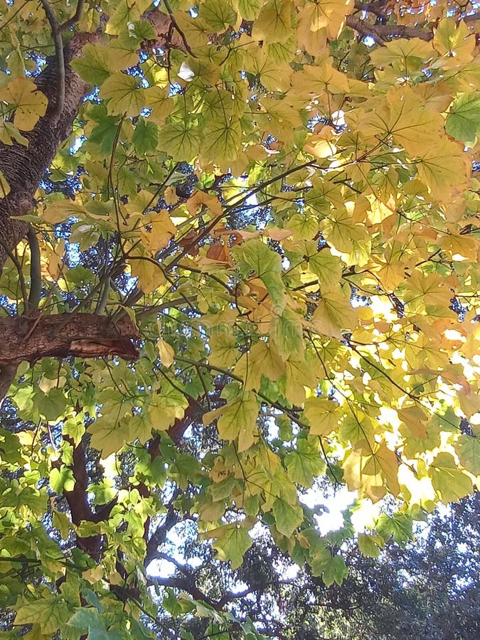 Japanese parasol tree stock photo
