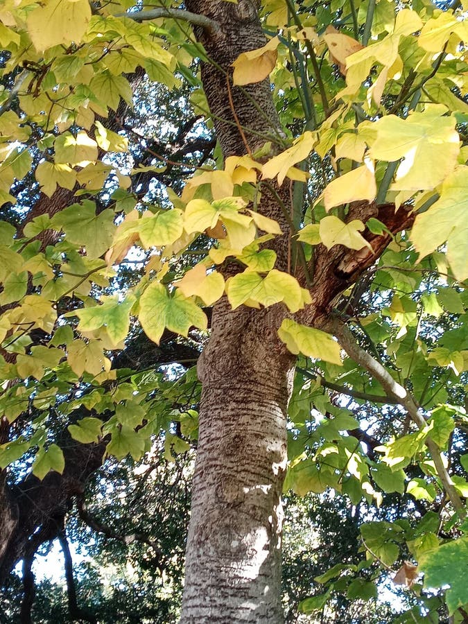Japanese parasol tree royalty free stock image