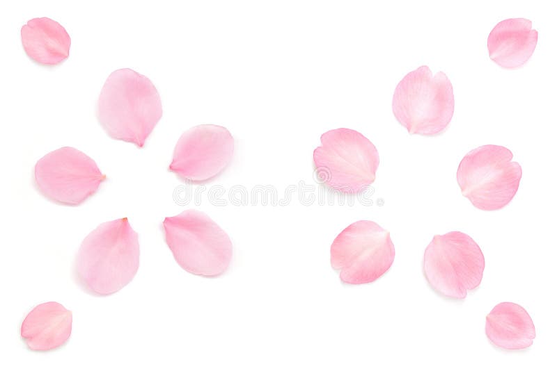 Fresh Pink Rose Petal Isolated Stock Photo - Image of backdrop, valentine:  172551742