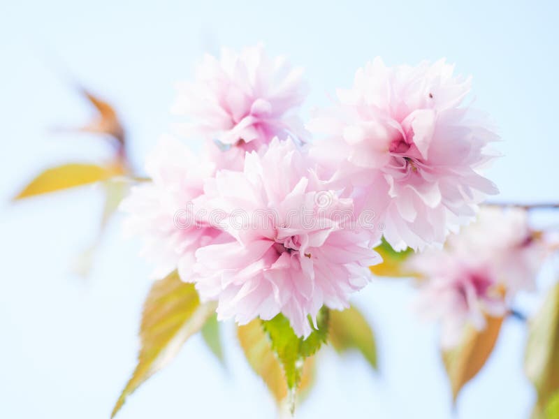 Japanese pink cherry blossoms