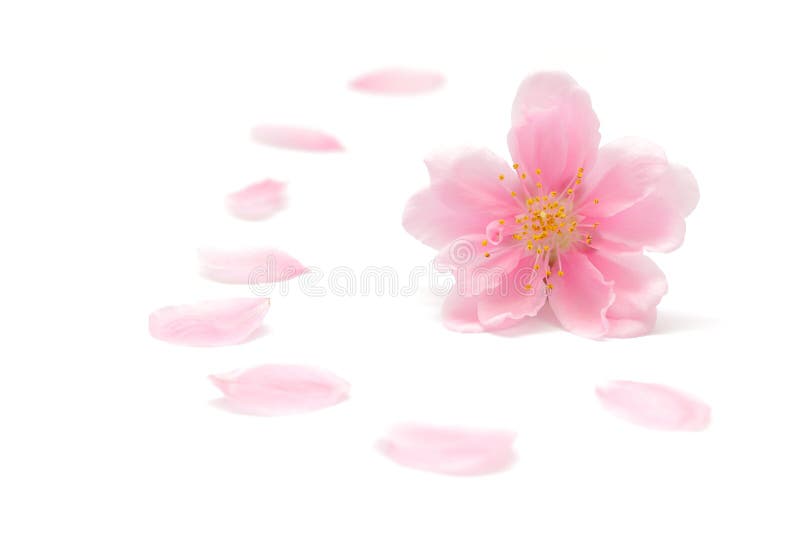 Japanese Peach Flower and Petals on White Background Stock Image