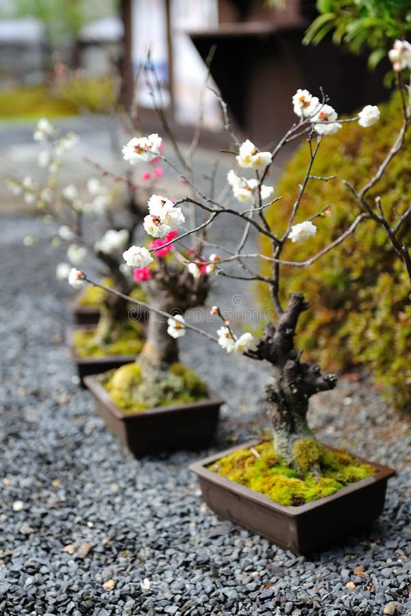 Japanese Plum Bonsai Blossoming Stock Image Image of pink, sakura