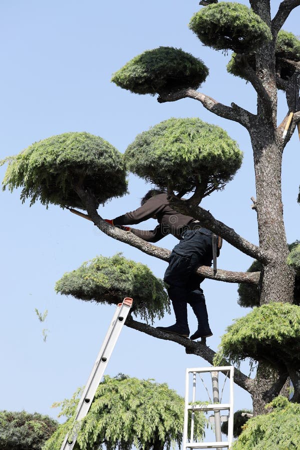 Japanese professional gardener pruning a cedar stock photos Japanese professional gardener pruning a cedar stock photos