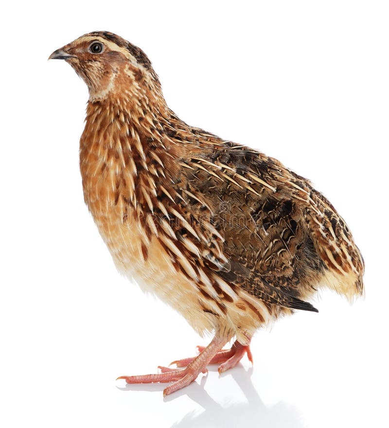 Japanese Quail