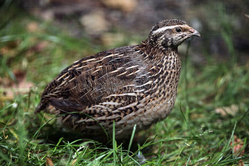 Japanese quail (Coturnix japonica).